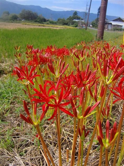 彼岸花開花|【彼岸花】今年はヒガンバナの開花が遅い！？〜気温と開花時期。